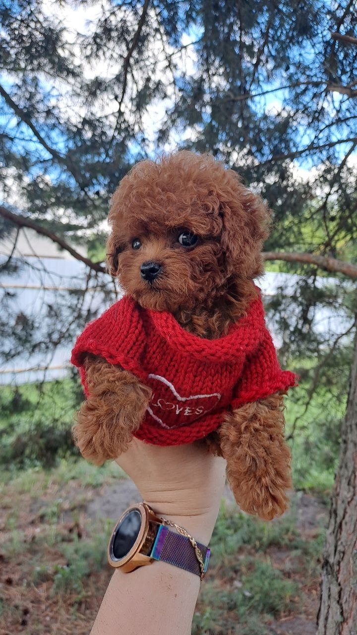 Safkan Toy Poodle Yavrular