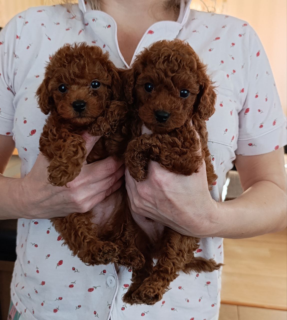 Scrli Toy Poodle Yavrular