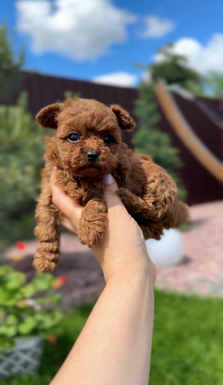 Sevimli Toy Poodle Erkek Yavru
