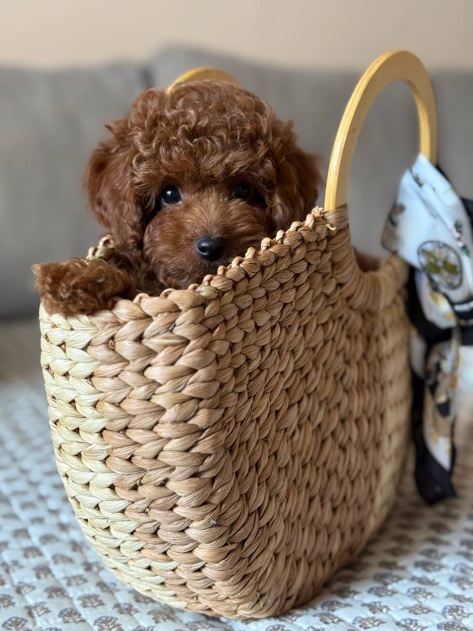Red Brown Toy Poodle Yavruları