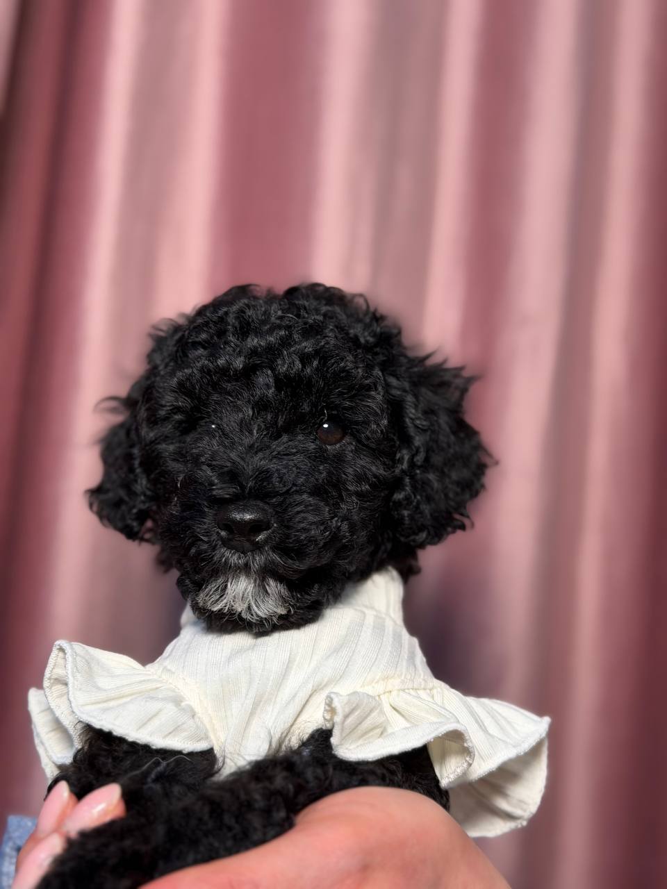 Kömür Karası Toy Poodle Yavrular