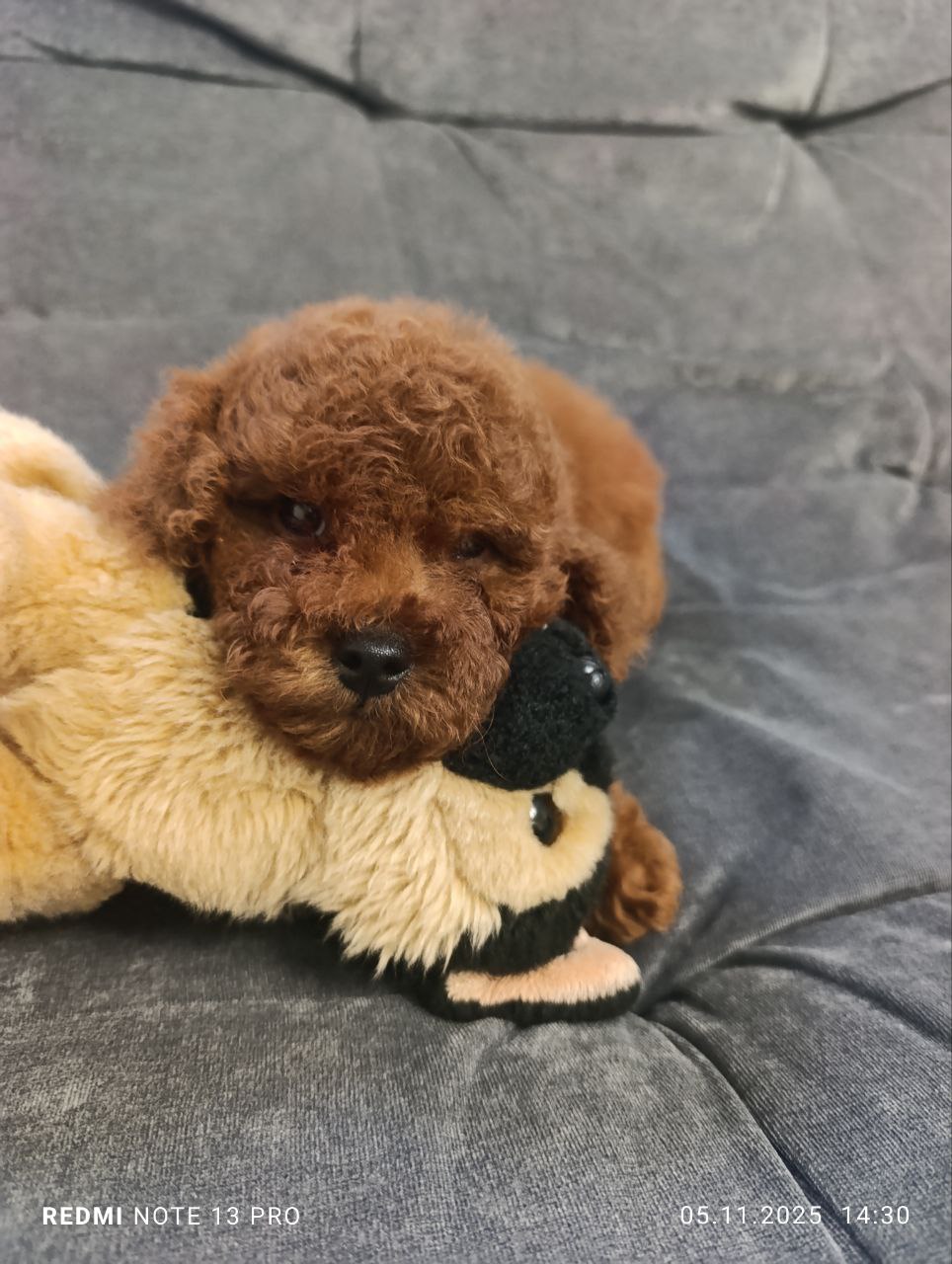 Kore Poodle Yavrularım