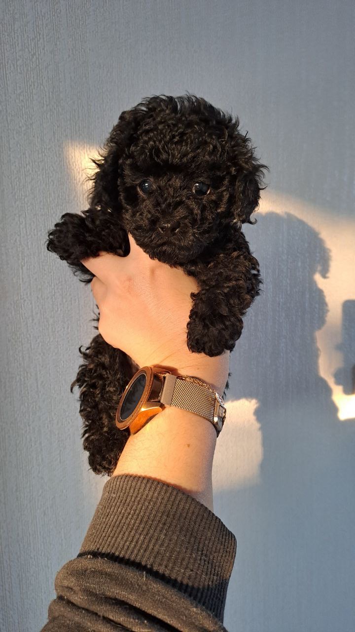 Kıvırcık Toy Poodle Yavrular