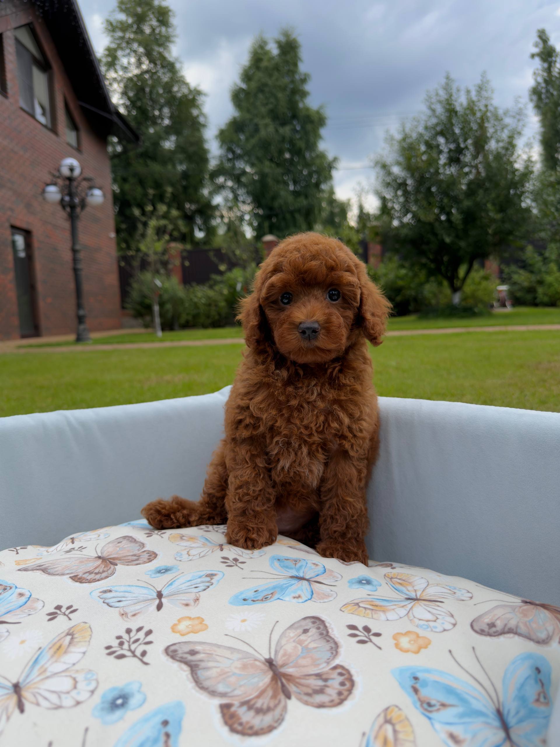 Kızıl Renk Toy Poodle Yavrular