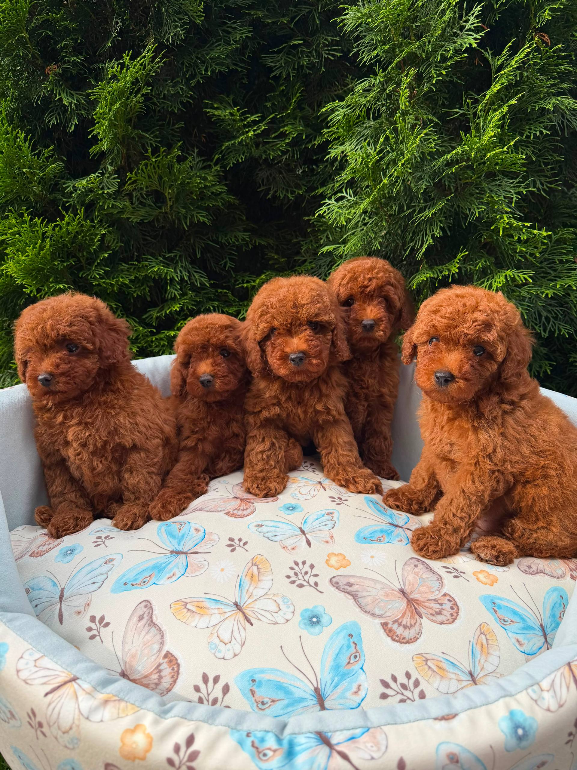 A Kalite Eğitimli Toy Poodle Yavrularım