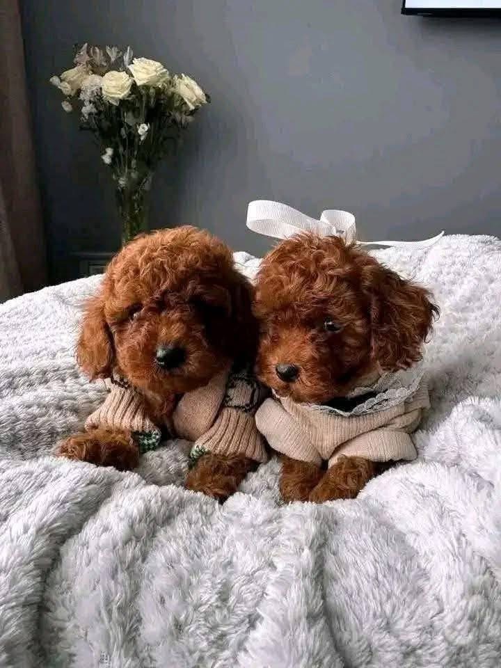 Kore Red Brown Toy Poodle Yavrular