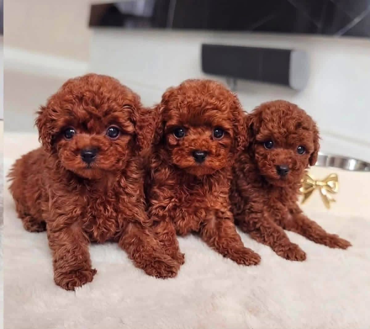 Akıl Küpü Toy Poodle Yavrular