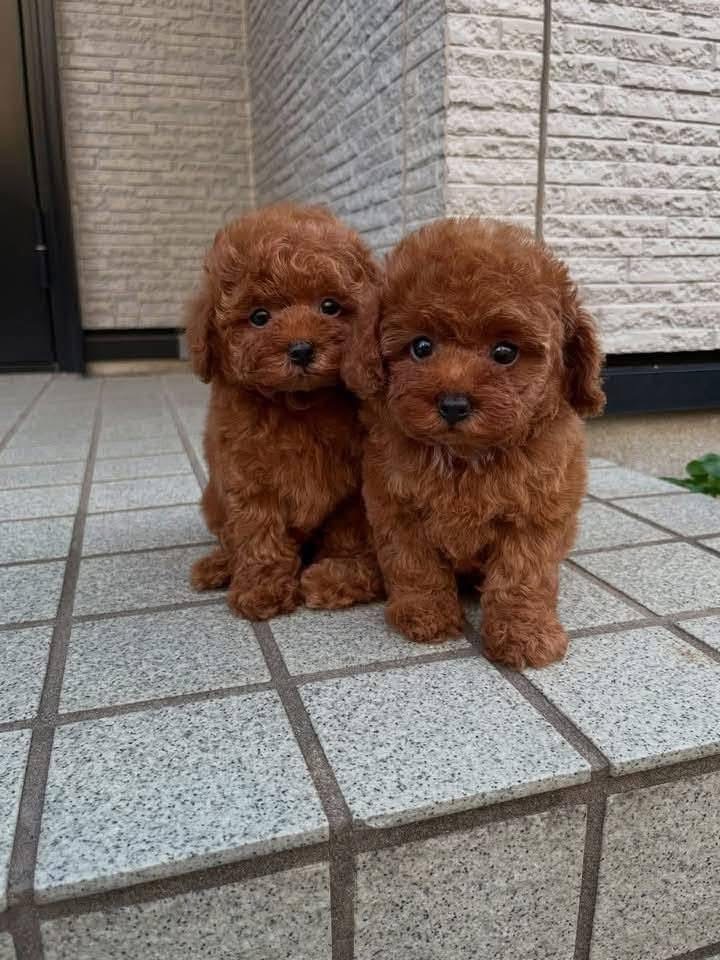 Dişi Toy Poodle Yavrularım